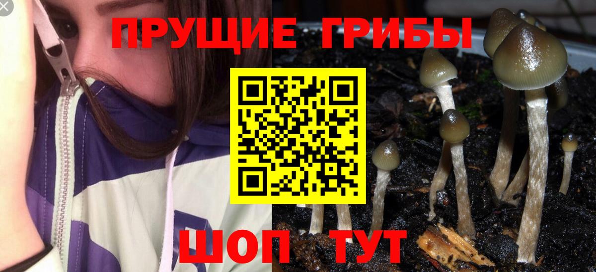 Галлюциногенные грибы Psilocybe Дагестанские Огни